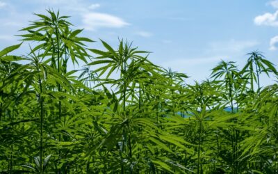 Sindrome da iperemesi da cannabinoidi: CHS