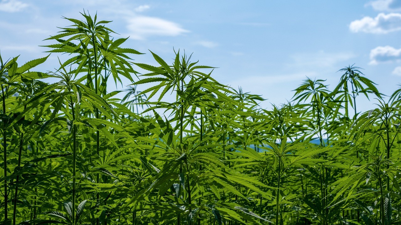 Sindrome da iperemesi da cannabinoidi: CHS