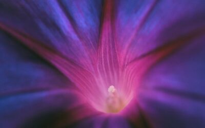Neuroetica delle pratiche contemplative nelle dipendenze. Mindfulness, neuroscienze e responsabilità etica nella ricerca, nella cura e nella prevenzione.