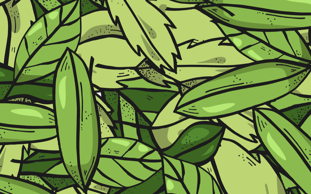 Kratom: allarme diffusione negli USA