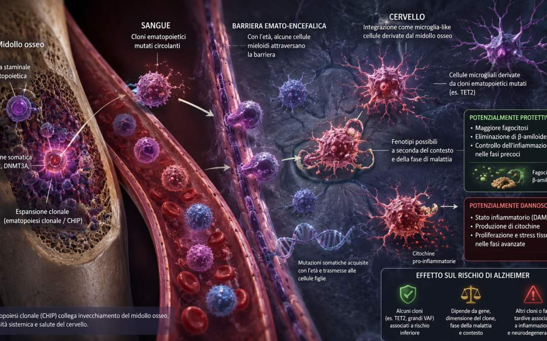 Cellule mieloidi derivate dal sangue che raggiungono il cervello e assumono caratteristiche simili alle microglia nell'invecchiamento.