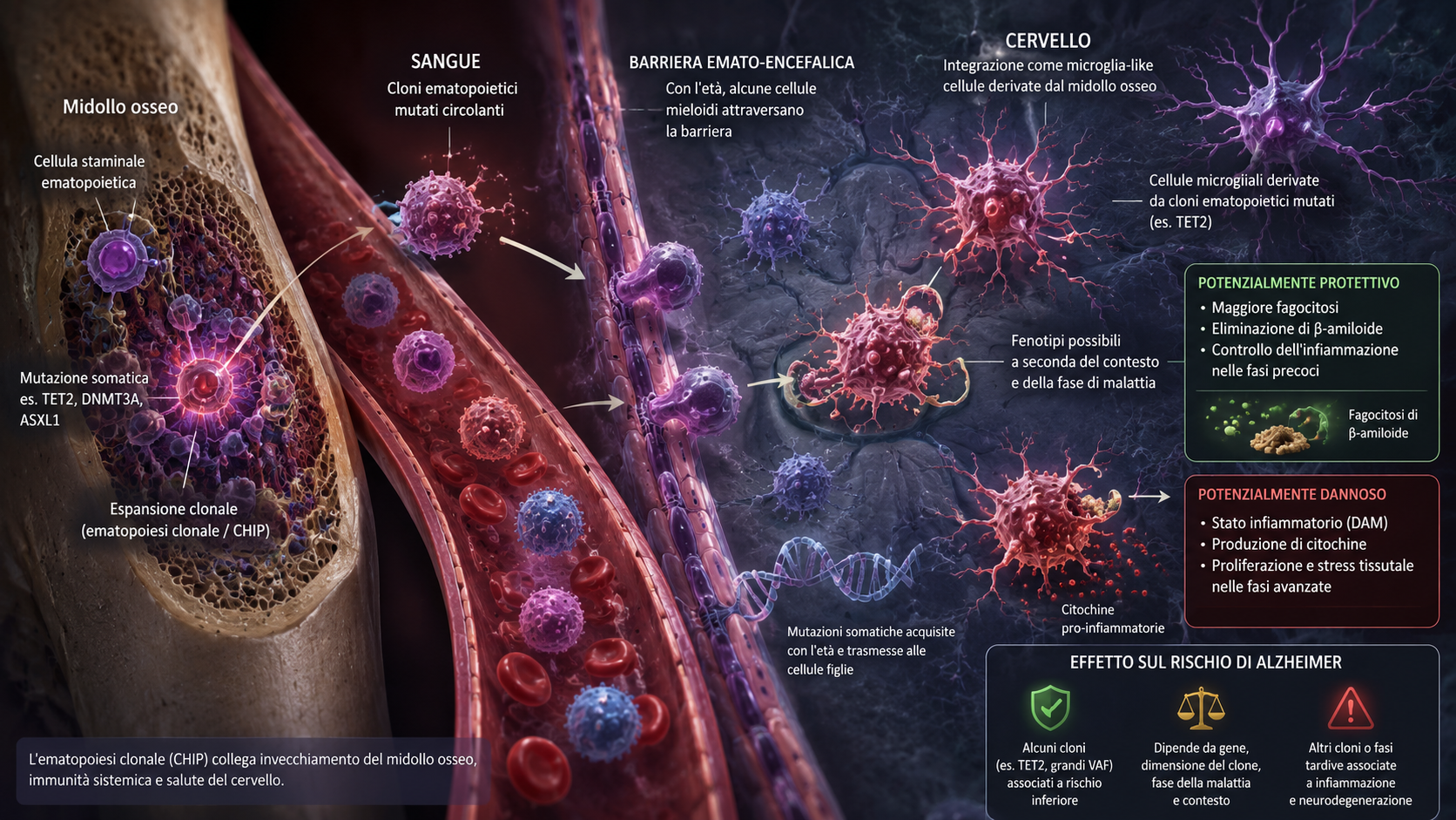 Cellule mieloidi derivate dal sangue che raggiungono il cervello e assumono caratteristiche simili alle microglia nell'invecchiamento.